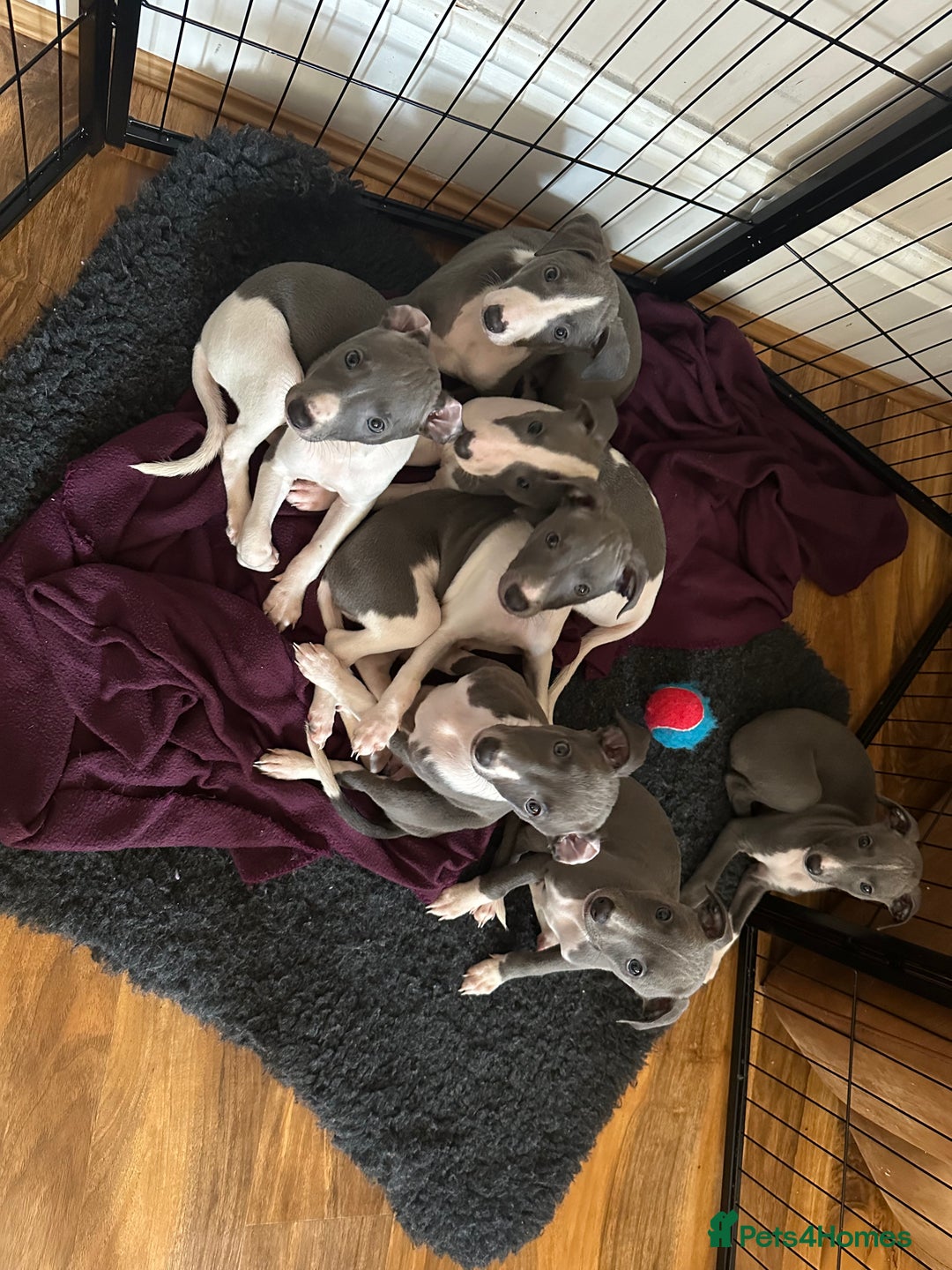 Mixed Breed dogs for sale: Whippet x Italian greyhound pups! READY NOW! - Image 10