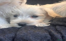 West Highland Terrier dogs for sale: Beautiful Westhighland White Terriers - Image 2