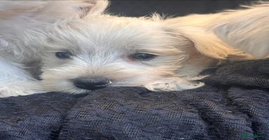 West Highland Terrier dogs - Advert 7