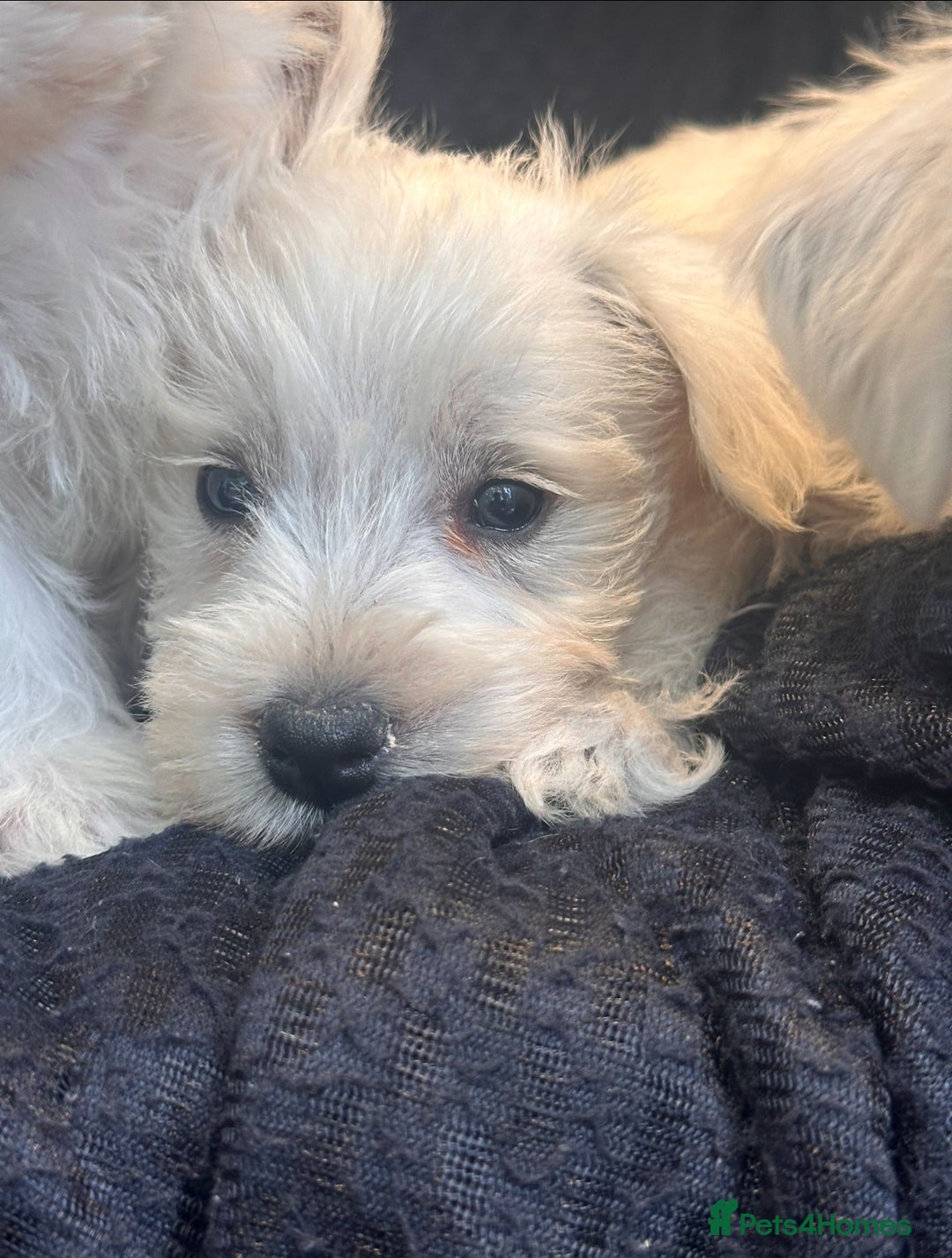 West Highland Terrier dogs for sale: Beautiful Westhighland White Terriers - Image 2