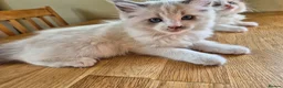 Ragdoll cats for sale: Ragdoll kittens GCCF regsitered - Advert 12