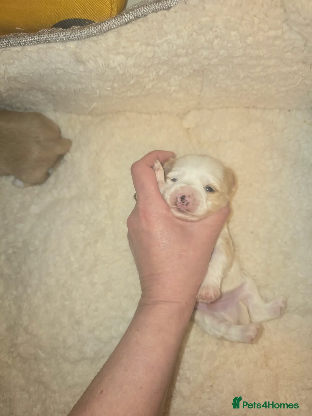 Yorkshire Terrier dogs for sale: wonderful puppies yorkshire terrier - Advert 12