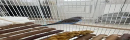 Budgerigars birds for sale: Budgie for sale! in Walsall - Advert 4