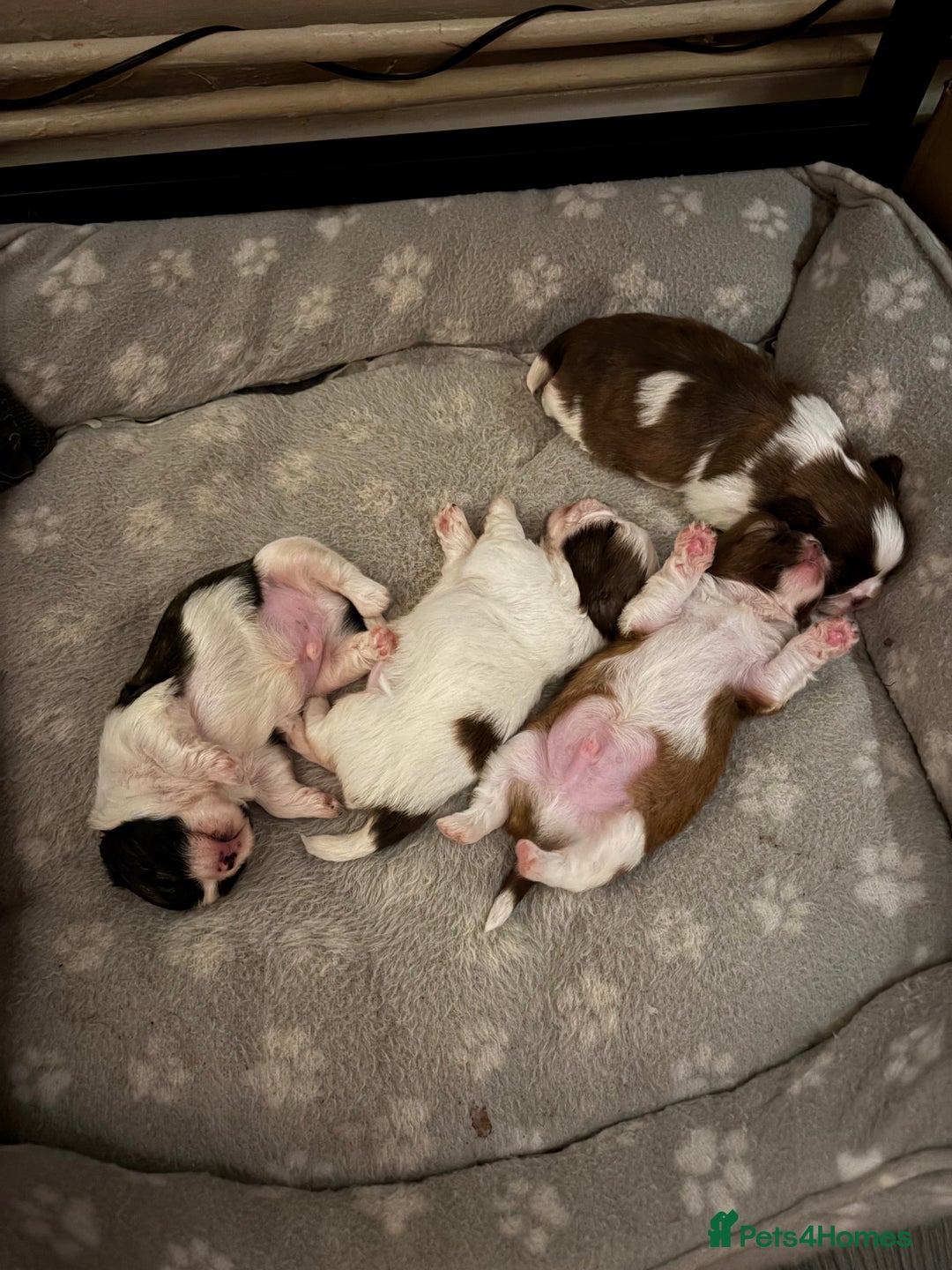 Shih Tzu dogs for sale: Shih tzu puppies from sale  - Advert 4