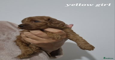 Cockapoo dogs Beautiful F1 Cockapoo puppies - Advert 7
