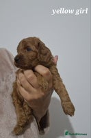 Cockapoo dogs Beautiful F1 Cockapoo puppies - Advert 2