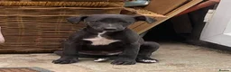 Whippet dogs for sale: K C registered whippet puppies  - Advert 5