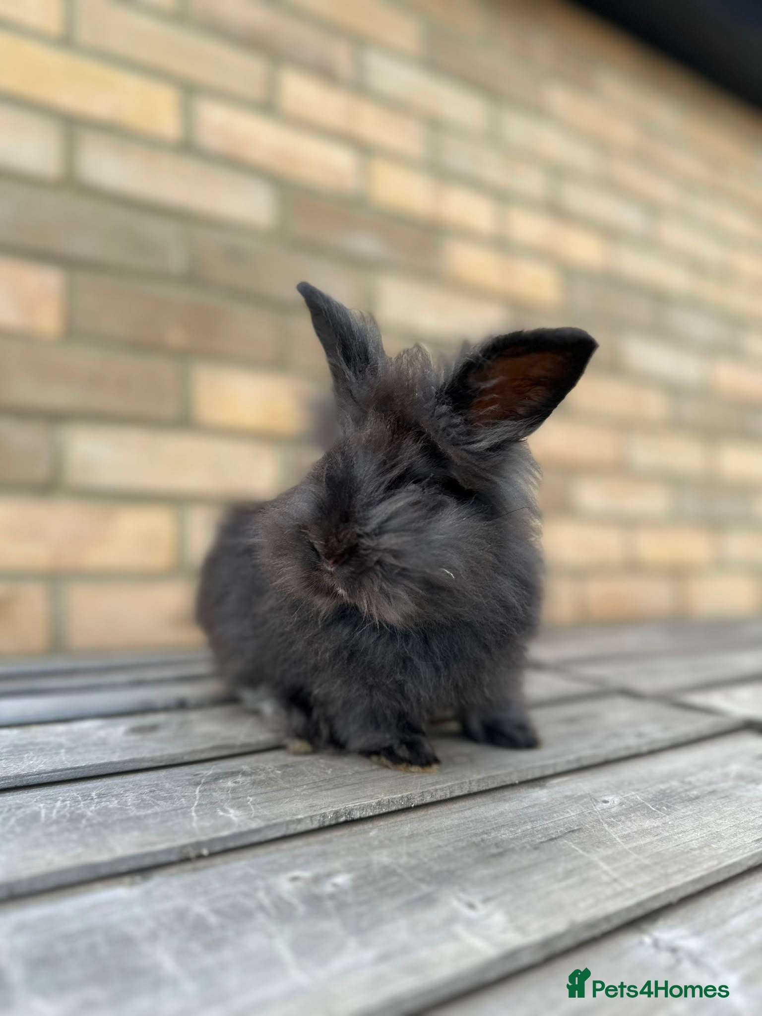 Angora rabbits 🐰 Beautiful Lionhead × English Angora Female  🐰 - Advert 1