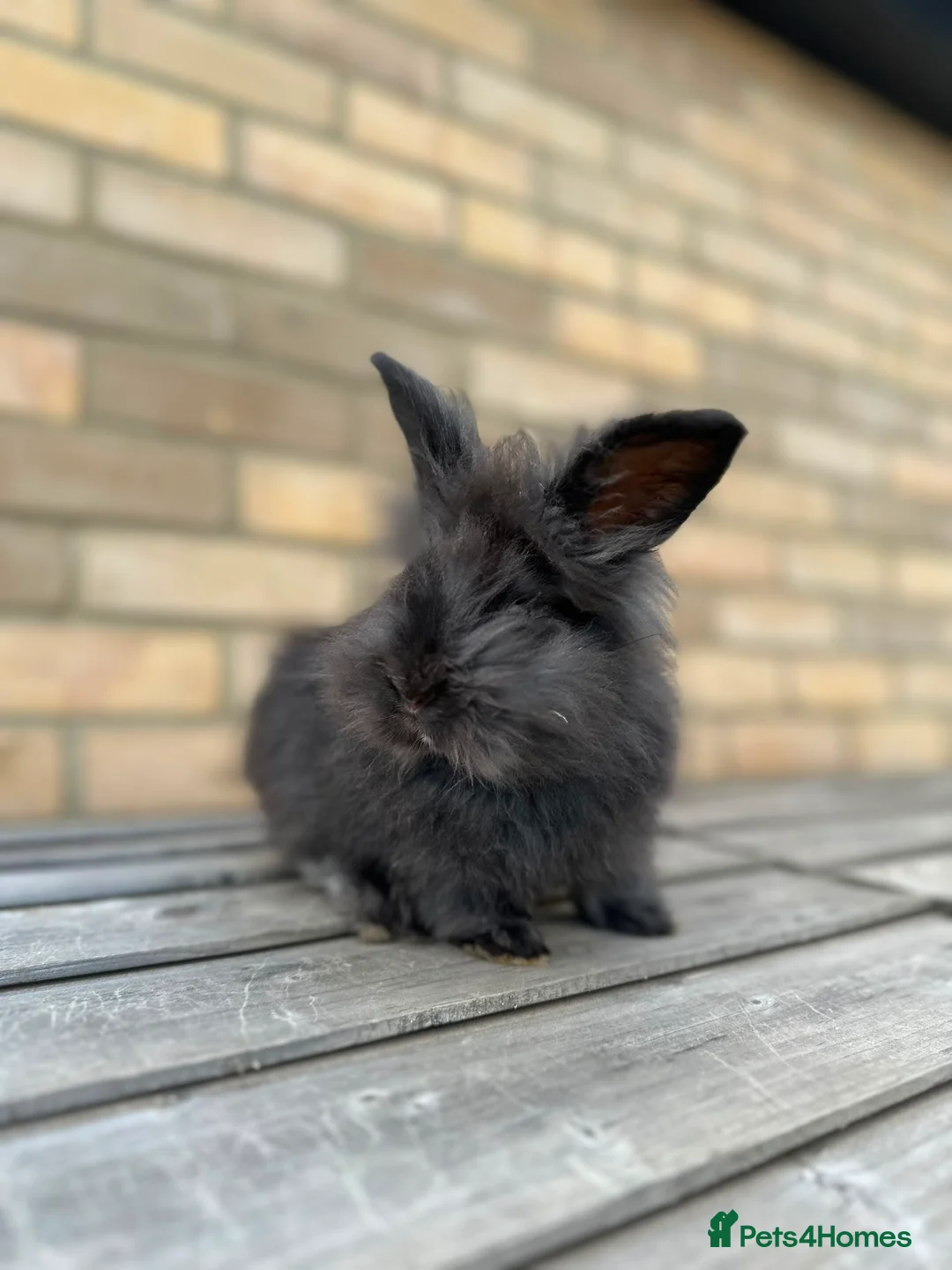 Angora rabbits for sale: 🐰 Beautiful Lionhead × English Angora Female  🐰 - Advert 1