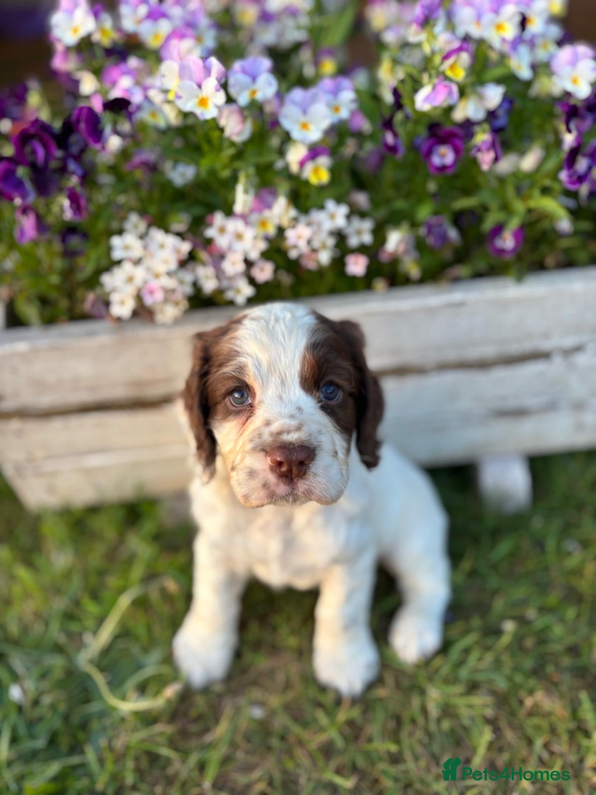Cocker Spaniel dogs Working Cocker Spaniel Puppies  - Advert 4