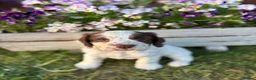 Cocker Spaniel dogs for sale: Ready to leave - Reduced to find his forever home - Advert 2