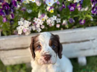 Cocker Spaniel dogs Working Cocker Spaniel Puppies - Advert 4