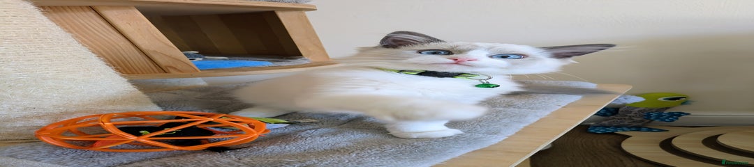 Ragdoll Kitten 1