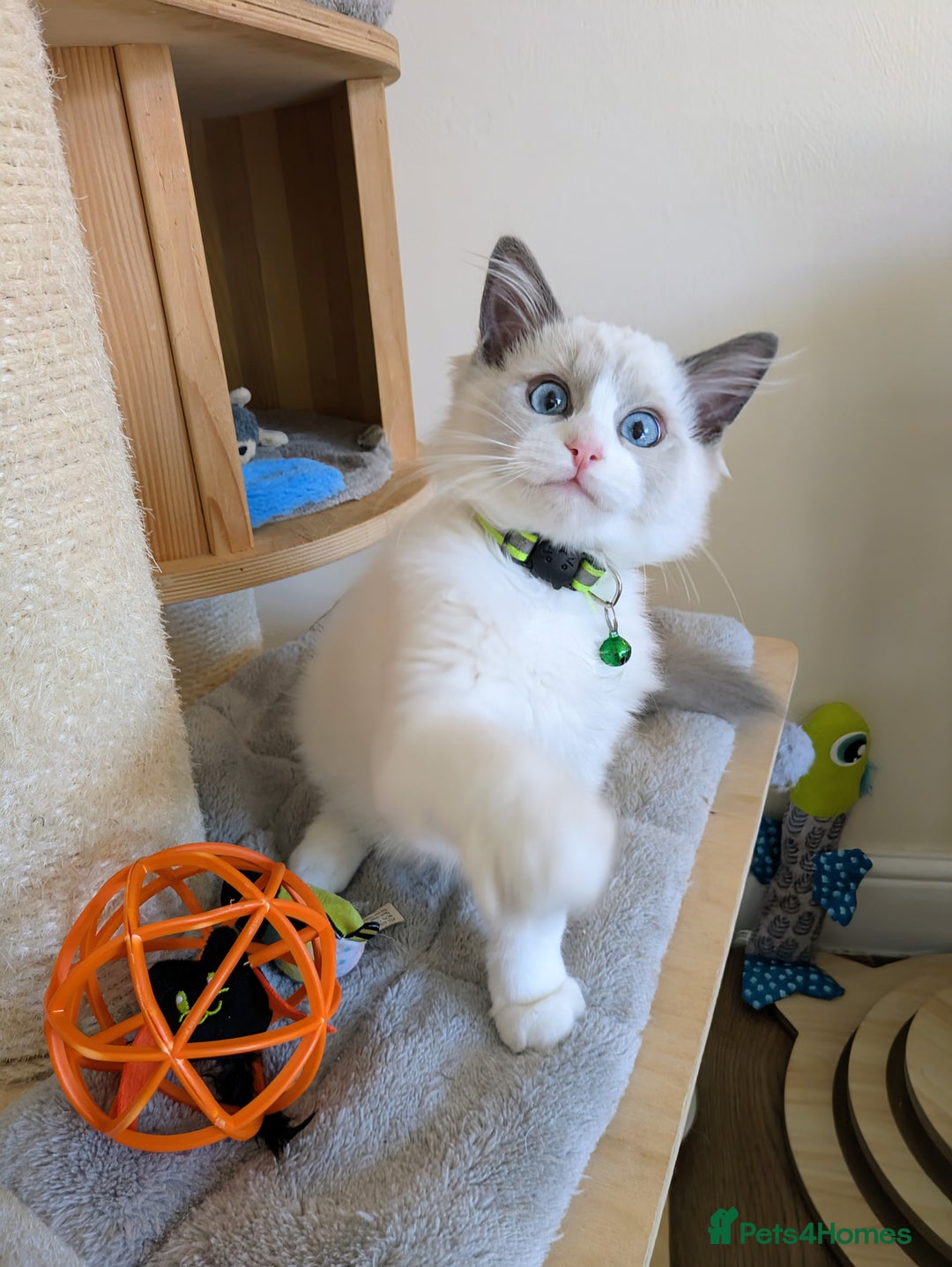 Ragdoll cats for sale: 🐾💎Male Kitten Available Now💎🐾 - Image 4