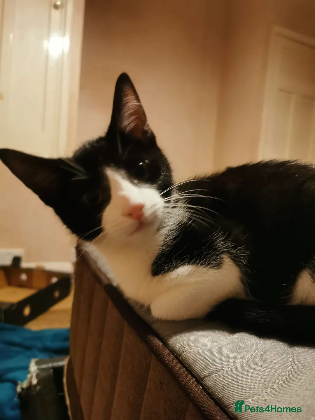 Mixed Breed cats for sale: 1 male 3 female kittens  in Manchester - Advert 3