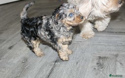 Cavapoo dogs for sale: Blue merle phantom Cavapoo female puppy - Advert 6