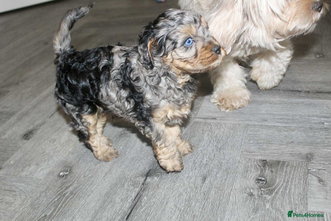 Cavapoo dogs for sale: Blue merle phantom Cavapoo female puppy - Advert 6