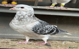 Pigeons birds for sale: Pigeons - Image 11