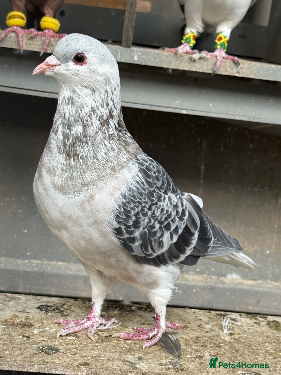 Pigeons birds for sale: Pigeons - Image 11