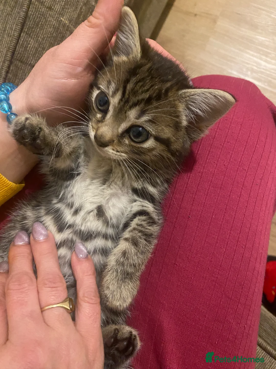 Mixed Breed cats for sale: 2 make kittens  - Advert 2