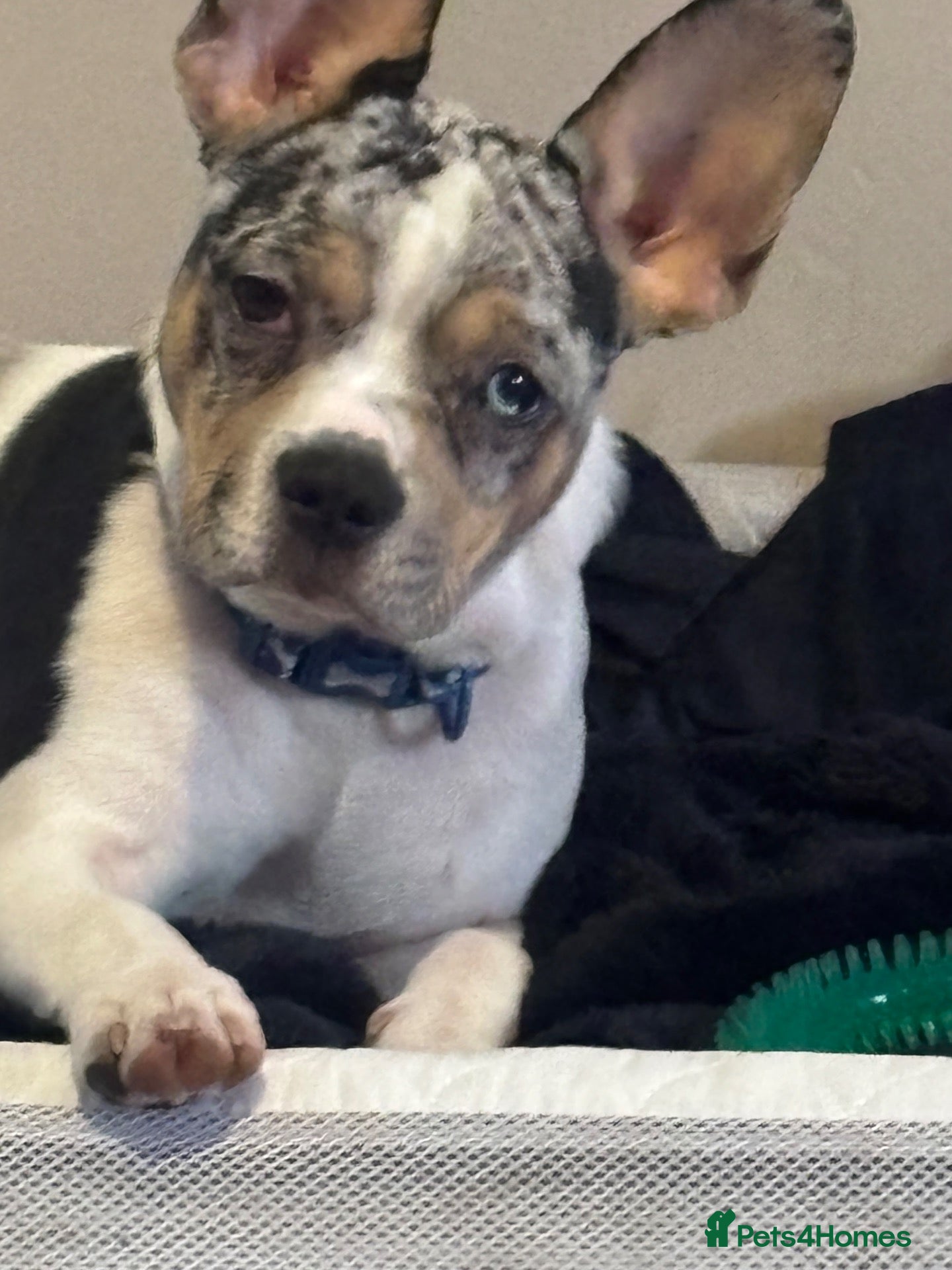 Mixed Breed dogs French bulldog cross jackchi - Advert 14