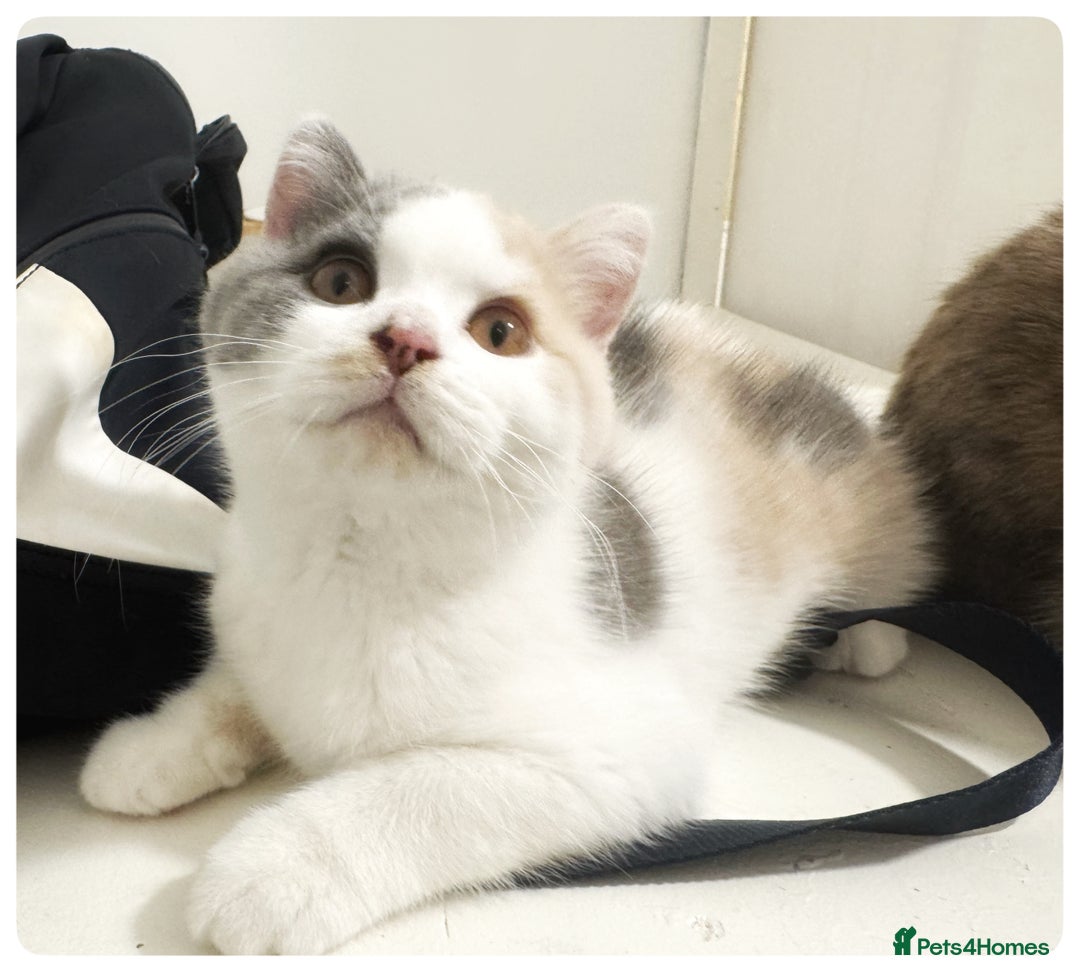 British Shorthair cats for sale: Dulce - GCCF registered BSH female kitten.  - Advert 1