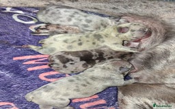 French Bulldog dogs for sale: 8 stunning french bulldogs - Advert 10