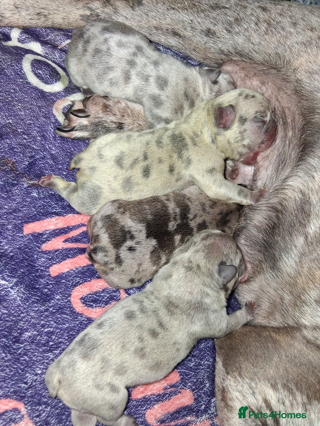 French Bulldog dogs for sale: 8 stunning french bulldogs - Advert 10