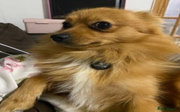 Pomeranian dogs for sale: Energetic Pome - Image 11