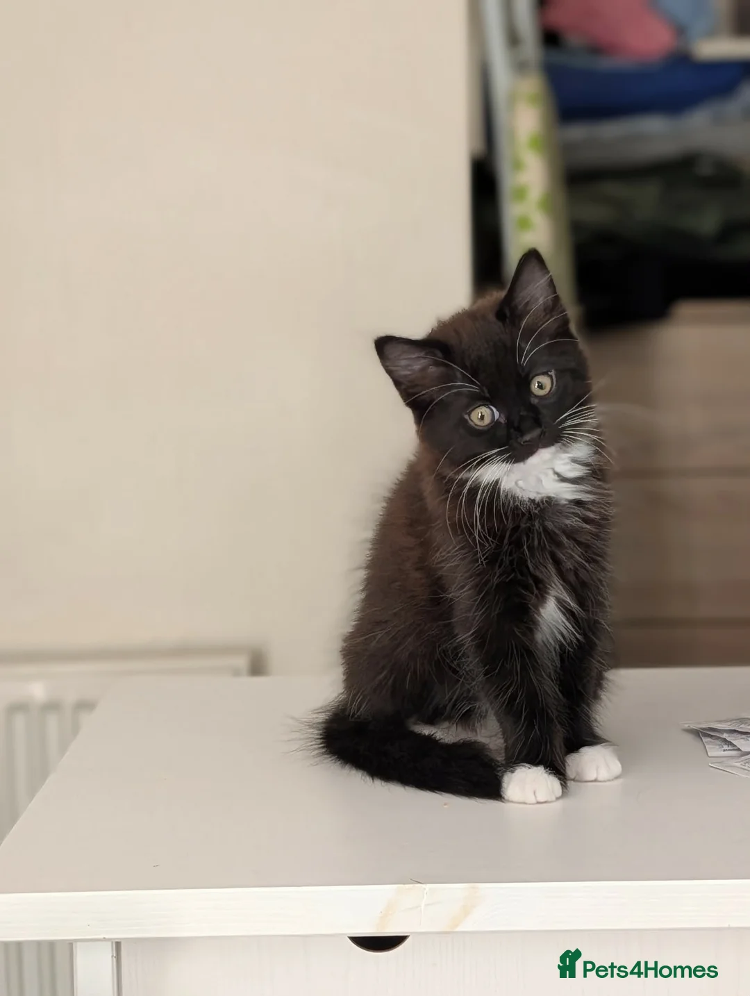 Mixed Breed cats for sale: Beautiful kitten looking for new home  - Advert 2