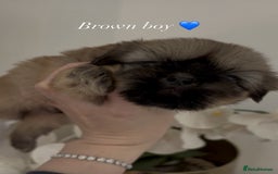 Shih Tzu dogs for sale: 4 shih tzu puppies for sale  - Image 11