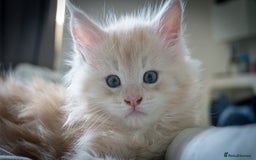 Maine Coon cats for sale: Cream beautiful and fluffy kittens  in Oxford - Image 12