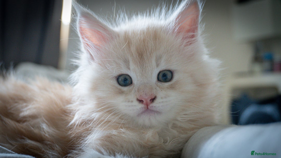 Maine Coon cats for sale: Cream beautiful and fluffy kittens  in Oxford - Image 12
