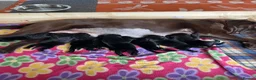 Labrador Retriever dogs for sale: KC registered black Labrador puppies  in Mansfield - Advert 17