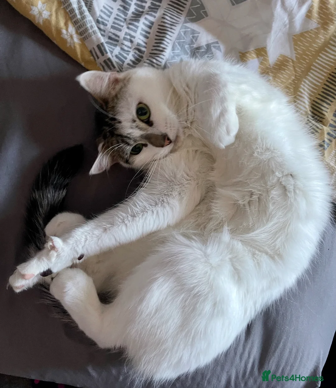 Mixed Breed cats for sale: Beautiful indoor male cat looking for a new home  - Advert 4