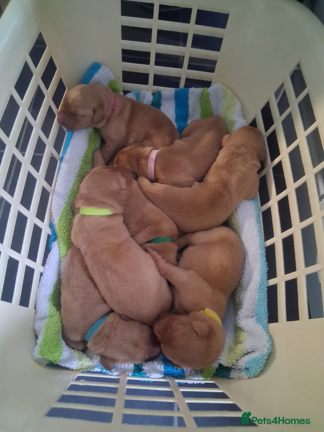 Labrador Retriever dogs for sale: Fox red / yellow KC registered labrador pups - Advert 3