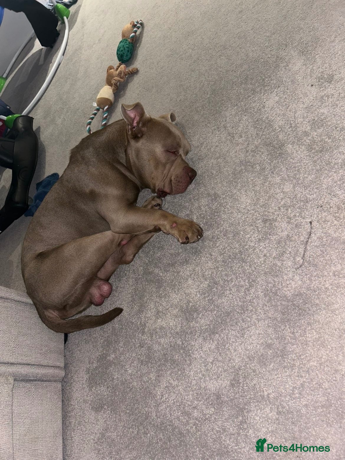 American Bully dogs Pocket bully  - Advert 1