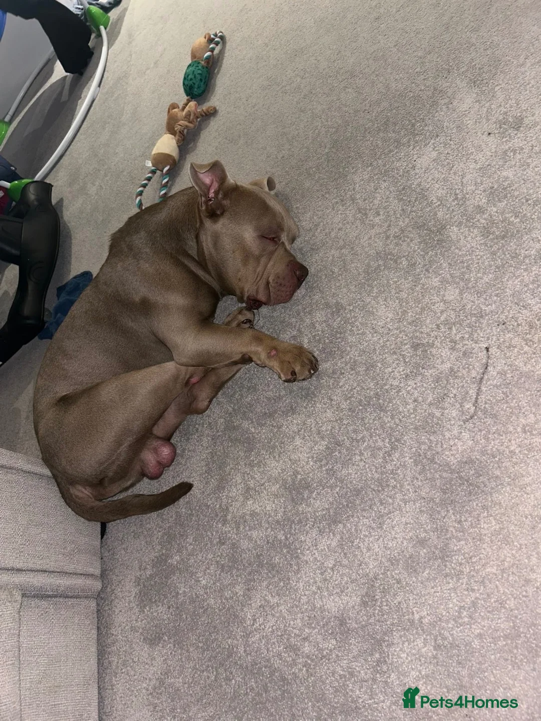 American Bully dogs for sale: Pocket bully  in Hemel Hempstead - Advert 1