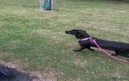 Mixed Breed dogs for sale: Female dog  - Image 5