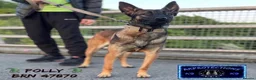 Belgian Shepherd Dog dogs for sale: Belgium malinois  in Saint Helens - Advert 12