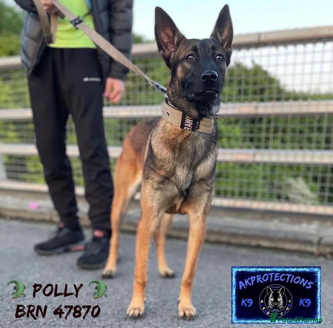 Belgian Shepherd Dog dogs for sale: Belgium malinois  in Saint Helens - Advert 12
