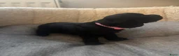 Cocker Spaniel dogs for sale: Beautiful Working Cocker Spaniel Puppies–KC Sired in Newmarket - Advert 7