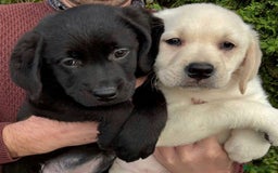 Labrador Retriever dogs for sale: READY NOW - Beautiful Show Type Labrador Puppies - Image 2
