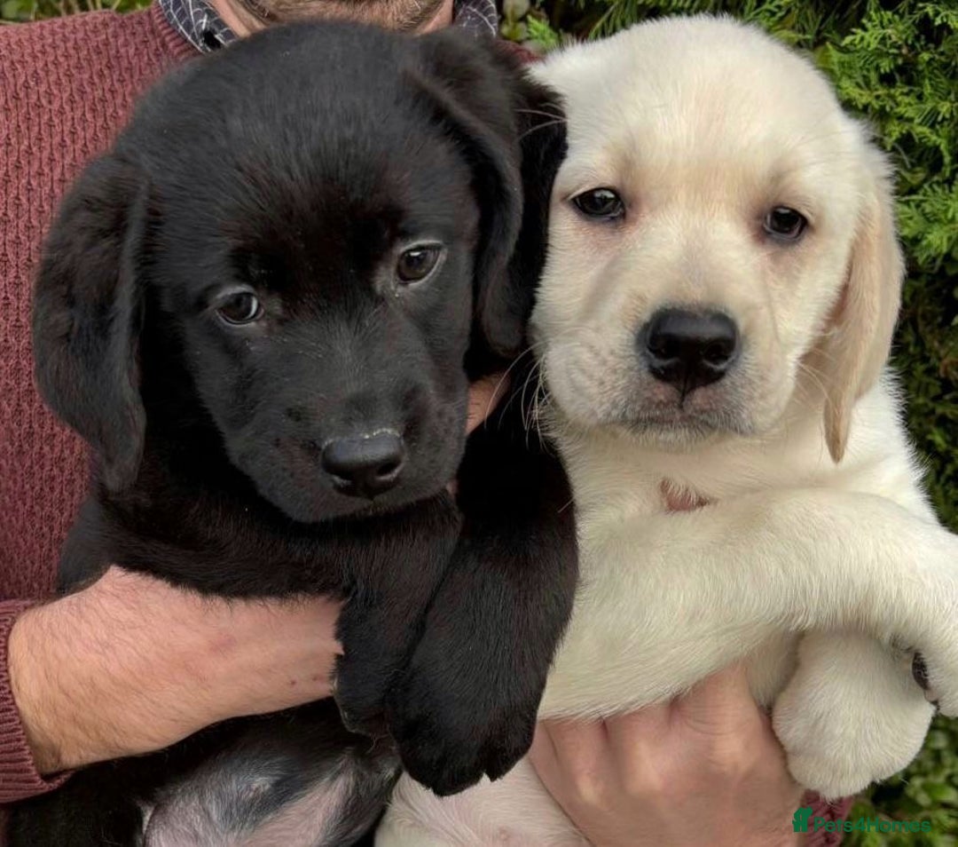 Labrador Retriever dogs for sale: READY NOW - Beautiful Show Type Labrador Puppies - Image 2