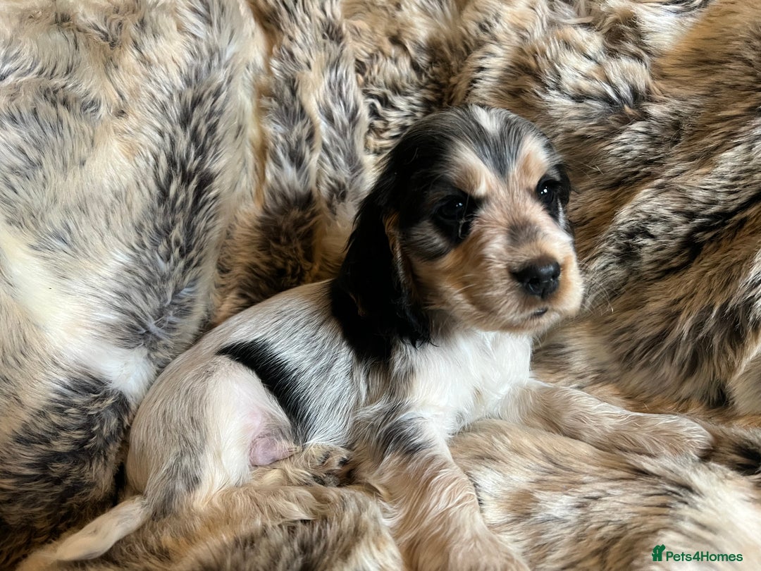 Cocker Spaniel dogs for sale: KC SHOW COCKERS - EXTENSIVE HEALTH TEST PARENTS - Advert 7