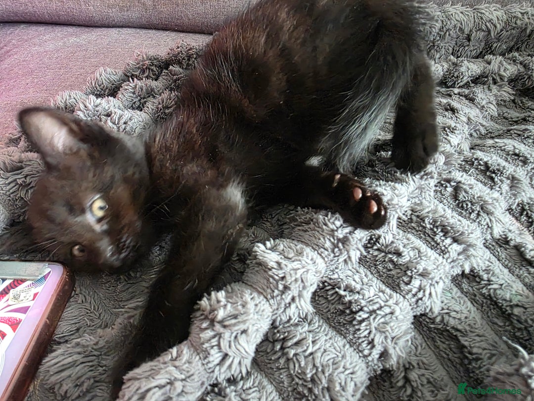Mixed Breed cats for sale: Lovely little kitten girl - Image 6