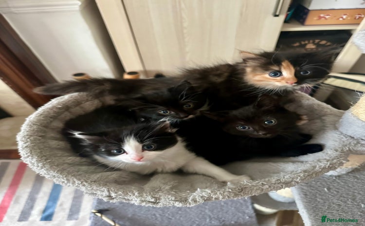 Mixed Breed cats - Advert 7