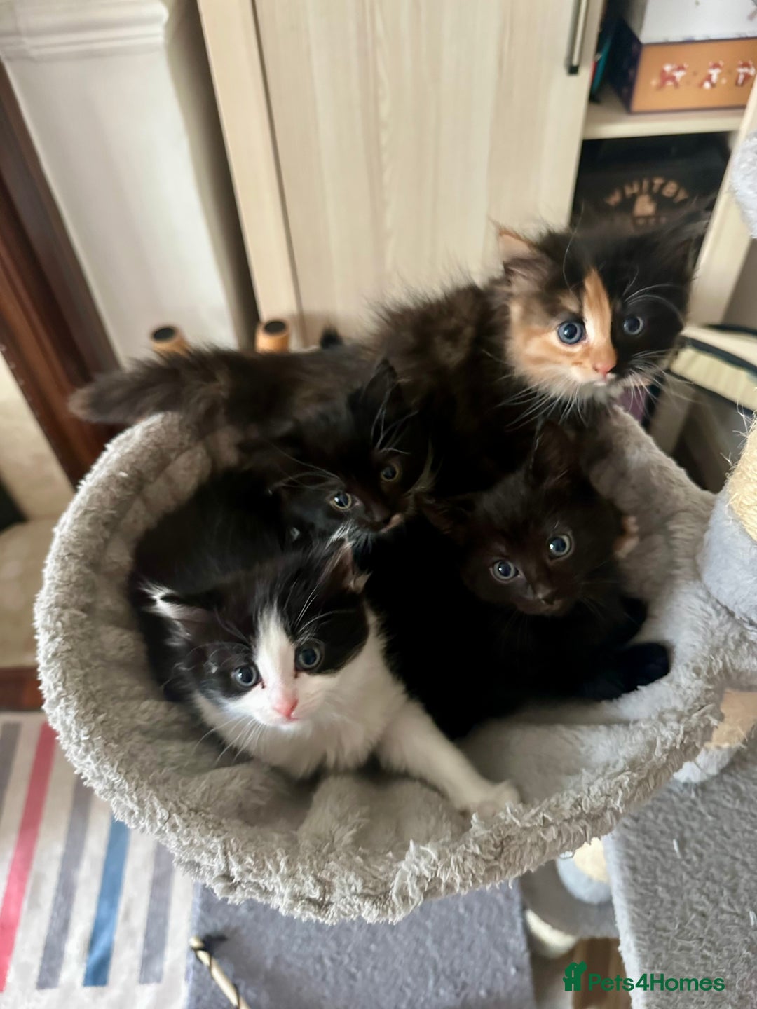 Mixed Breed cats for sale: 4 Beautiful Fluffy Kittens 3males & 1female 😻 - Image 1