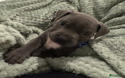 Staffordshire Bull Terrier dogs for sale: Stunning KC Blue Staffordshire Bull Terrier Pups - Image 6