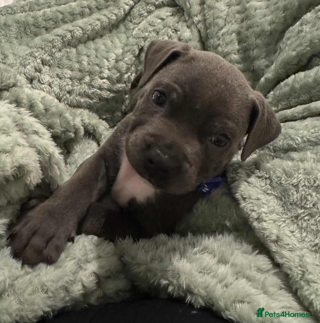Staffordshire Bull Terrier dogs for sale: Stunning KC Blue Staffordshire Bull Terrier Pups - Image 6